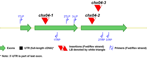 CHX04 t-DNA Map
