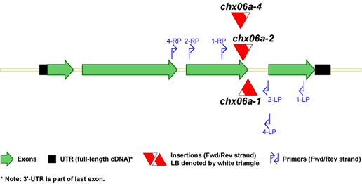 CHX06a t-DNA Map