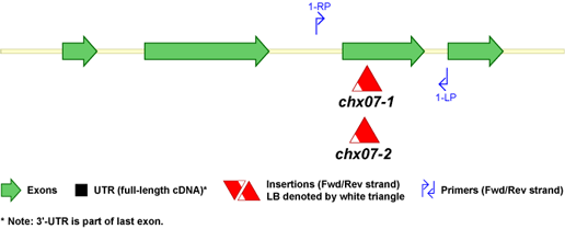 CHX07 t-DNA Map