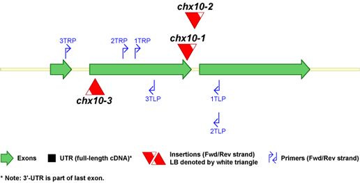 CHX10 t-DNA Map