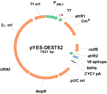 pYES-DEST52