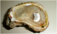 Description: http://www.livingclassrooms.org/lbo/dermo/oyster1.jpg