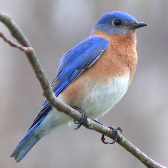 A bluebird