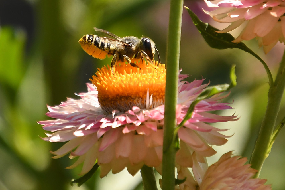 A leafcutter bee, Megachile pugnata, atop a yellow and pink flower. Credit: Katy C. Evans.