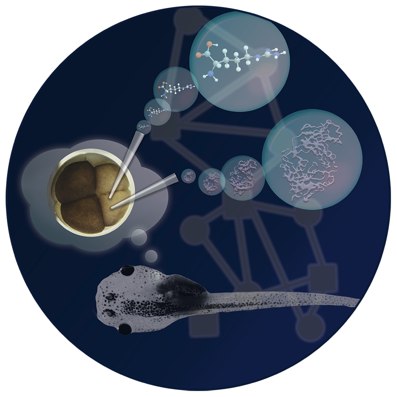 Illustration of in vivo subcellular mass spectrometry