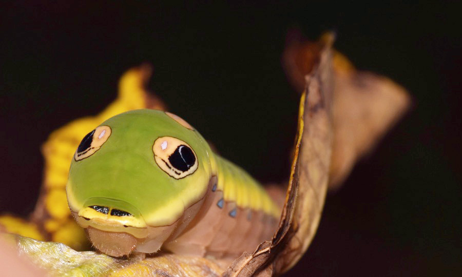 A spicebush swallowtail caterpillar, plump and green with marking that look like eyes.