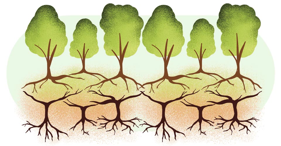 A watercolor illustration of a row of trees. Beneath their roots, buried underground, are dead trees. Credit: Lauren Biagini