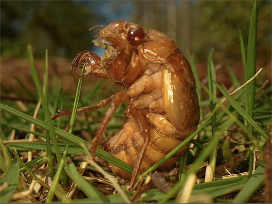 A closeup of a cicada sitting in the grass. Credit: AP.