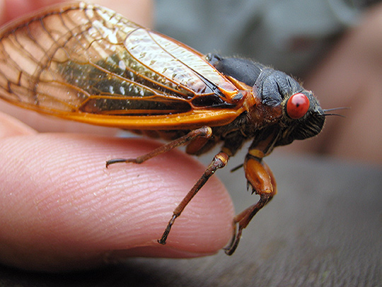 Closeup of a cicada sitting on a fingertip