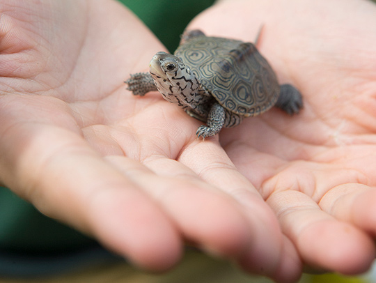 A tiny baby terrapin in the palm of someone's hand