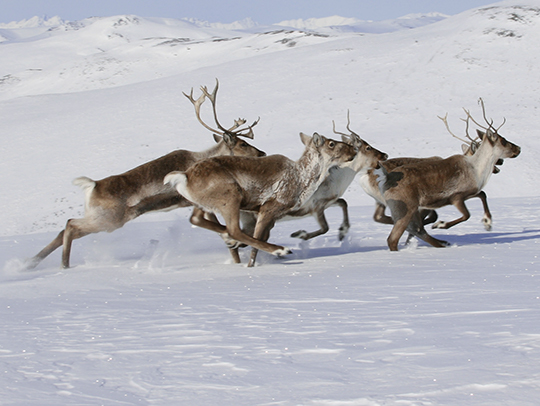 A herd of elk running through the snow