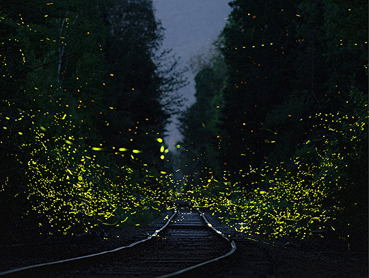 Photo of a tree-lined road at night with bright yellow-green particles of light from a swarm of fireflies light on it. Credit: Evan Leith-Unsplash.