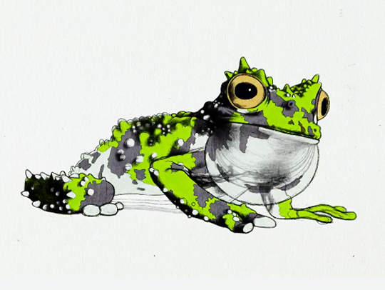 An illustrated still from a New York Times animation showing a bright green, black and white frog.