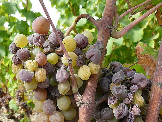 Grapes infected with botrytis