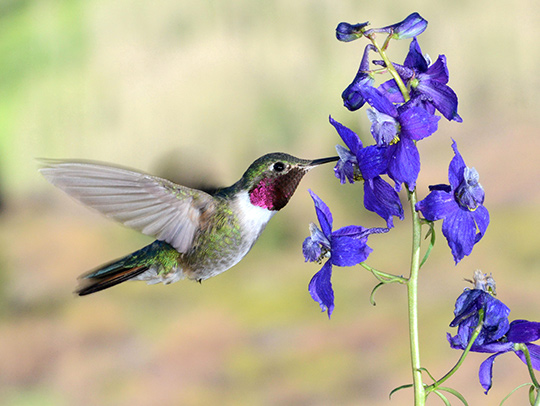 Male Broad-tailed Hummingbird visiting a flower