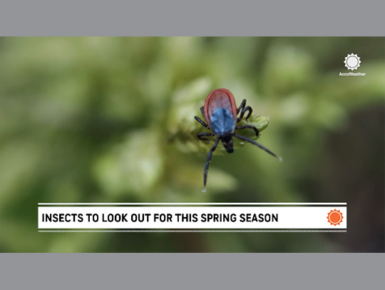 Screenshot of an insect on a leaf against green leaves in soft focus. An Accuweather logo is in the upper right corner, and words below the insect read: Insects to Look Out For This Spring.
