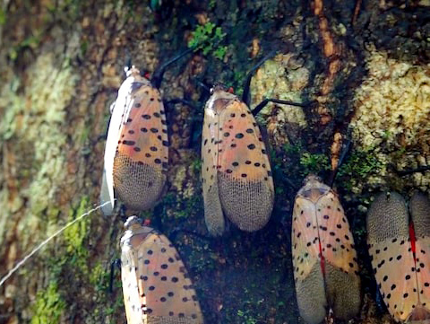 A row of spotted lanternflies on a tree trunk