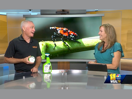 Professor Mike Raupp on WBAL TV with a female news anchor. A large screen showing a spotted lanternfly is behind them. Raupp is holding a small round container with juvenile lanternflies in it. A spray bottle of organic pesticide is on the news desk infront of him.