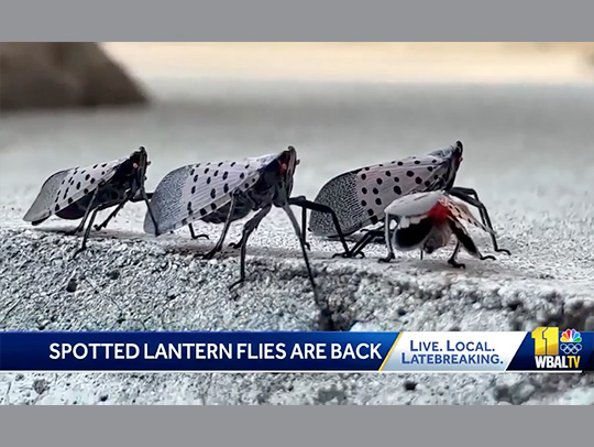 A screenshot of a news report showing a group of lanternflies