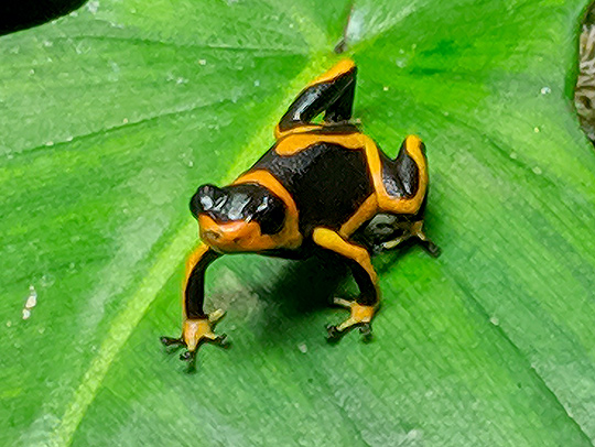 A tiny black and orange tropical tree frog sitting on a broad green leaf. Credit: Faye Levine.