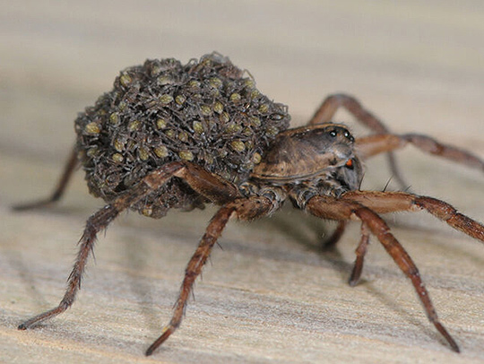Closeup photo of a wolf spider with hundreds of tiny baby spiders on its back, Credit: Mike Raupp.