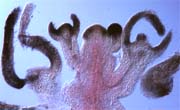 AG expression in double mutants