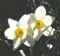 flower2
