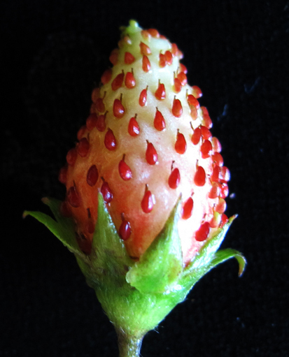 strawberry