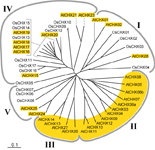 At & OsCHX Tree