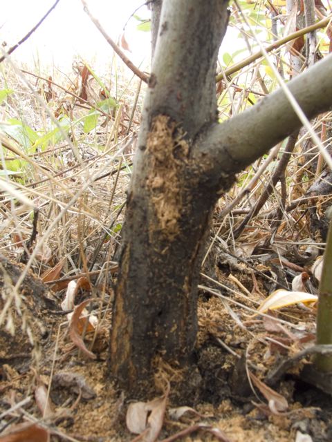 Willow stem damaged by C. lapathi