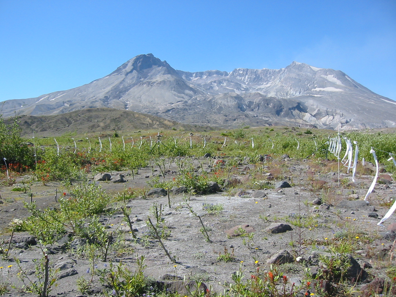 Research Plot at Mount St. Helens