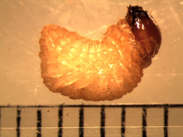 Cryptorhynchus lapathi larva