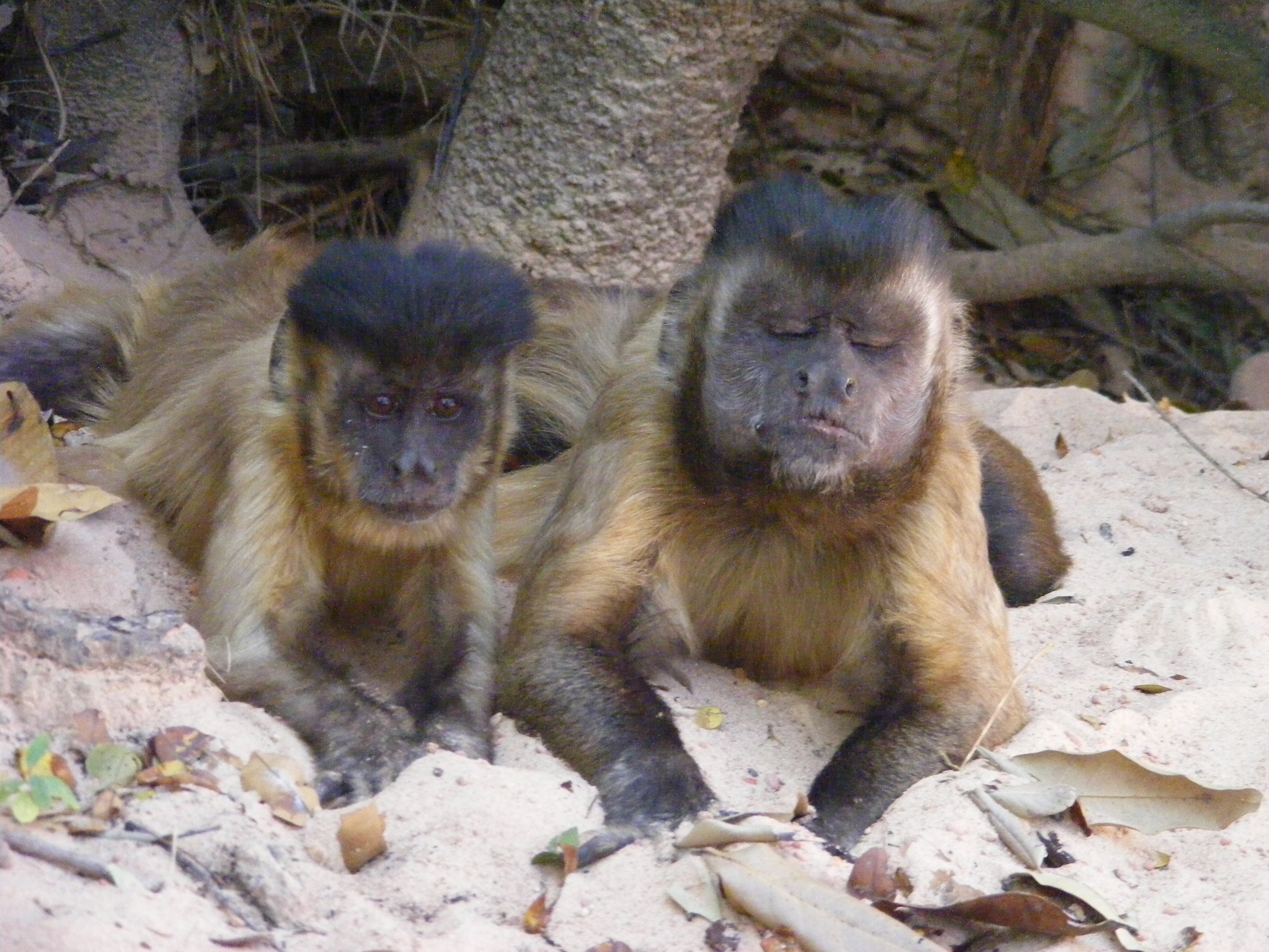 Bearded Capuchin Monkeys Adult Female and Adult Male