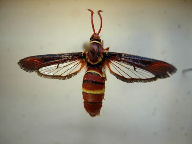 sesiid moth borer Paranthrene robiniae