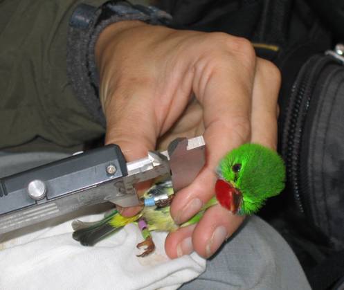 Taking tarsus measurement of Jamaican Tody