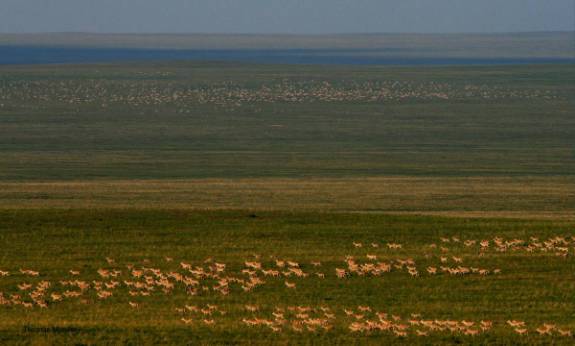 gazelle herd in Mongolia