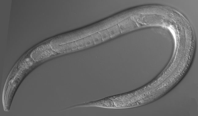 briggsae hermaphrodite