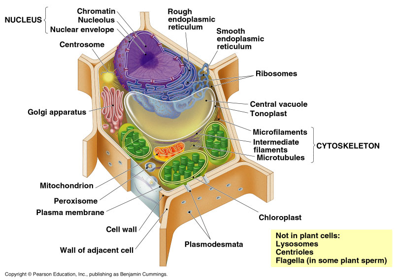 BSCI124Cell