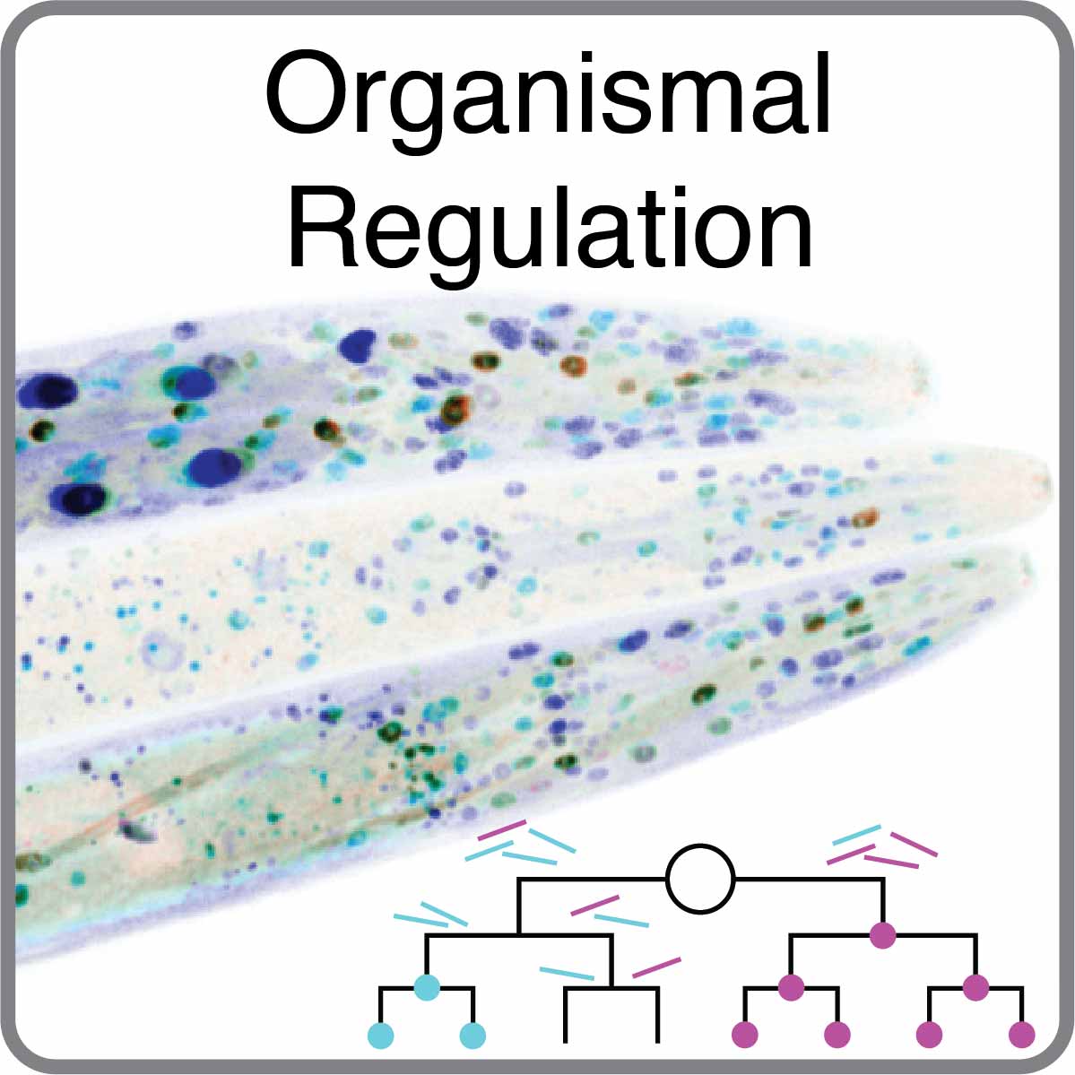 Organismal Regulation