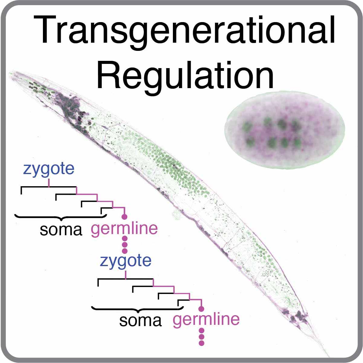 Transgenerational Regulation