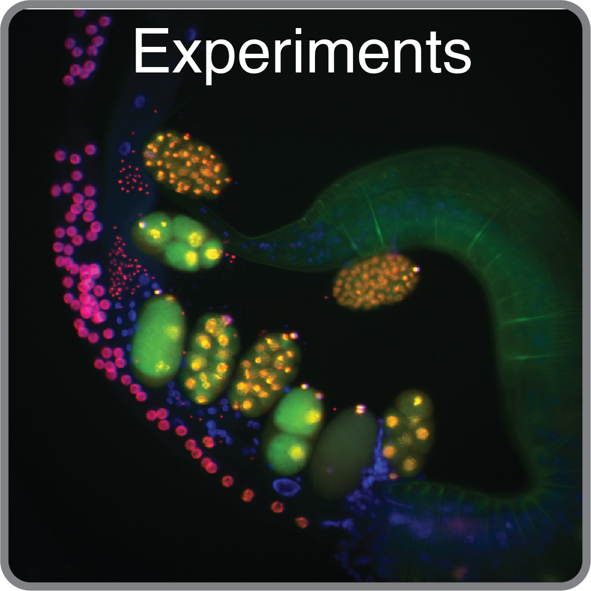 Organismal Regulation