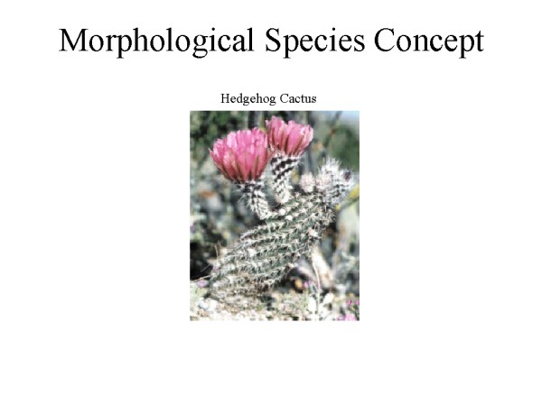 morphological species concept example of