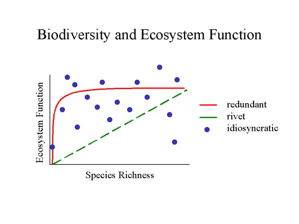 Biodiversity And Ecosystem Function