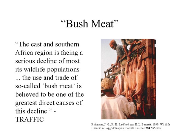 bush-meat