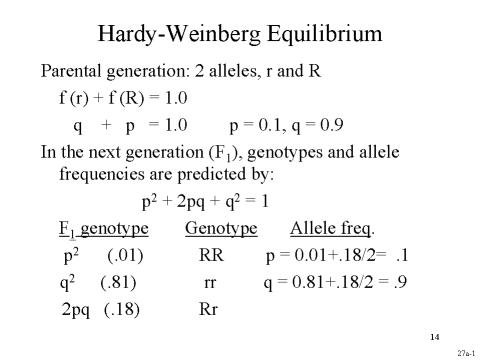 Hardy Weinberg Equilibrium