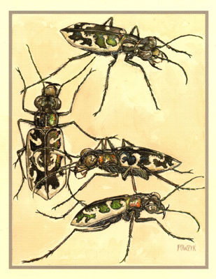 Puritan Tiger Beetle