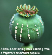 lec29alkaloid