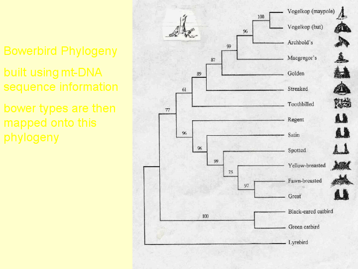 Organismic And Evolutionary Biology