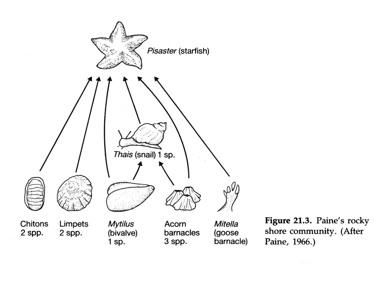 Keystone Species Diagram