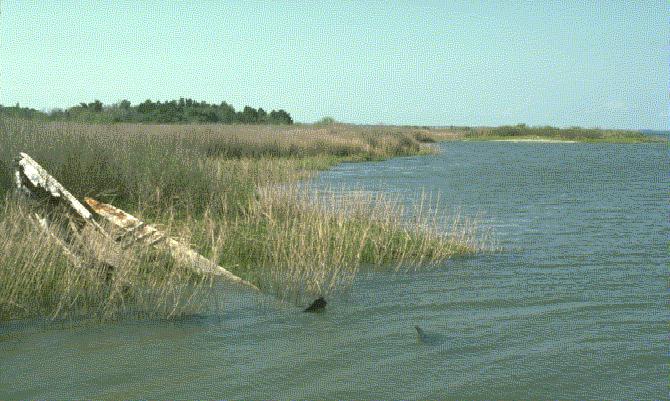 estuaries biome